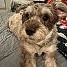 Kali joined the competition — help win amazing prizes! animal, bed, blanket, close_up, cozy, cute, dog, ears, face, fur, home, indoor, looking_at_camera, lying_down, nostrils, paws, pet, relaxed, scruffy, whiskers