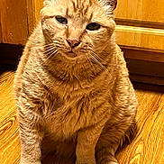 Milo joined the competition — help win amazing prizes! animal, cat, closeup, cute, domestic_cat, ears, expression, feline, flooring, fur, ginger_cat, house, indoor, orange, pet, portrait, sitting, tabby, whiskers, wooden_floor