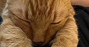 Milo joined the competition — help win amazing prizes! adorable, animal, cat, close_up, cozy, cute, domestic_animal, face, feline, fur, ginger, indoor, nap, paws, pet, relaxing, resting, sleeping, soft, whiskers