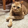 Milo joined the competition — help win amazing prizes! animal, carpet, cat, cozy, crossed_paws, cute, domestic_cat, ears, eyes, feline, fur, home, indoor, orange_tabby, pet, portrait, relaxed, resting, whiskers, wooden_furniture