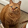 Milo is registered to the contest to win money with this photo: animal, carpet, cat, chew_stick, companion, cute, domestic_cat, door, ears, feline, floor, ginger_cat, home, indoor, looking_up, one_eye, orange_fur, pet, stuffed_toy, whiskers