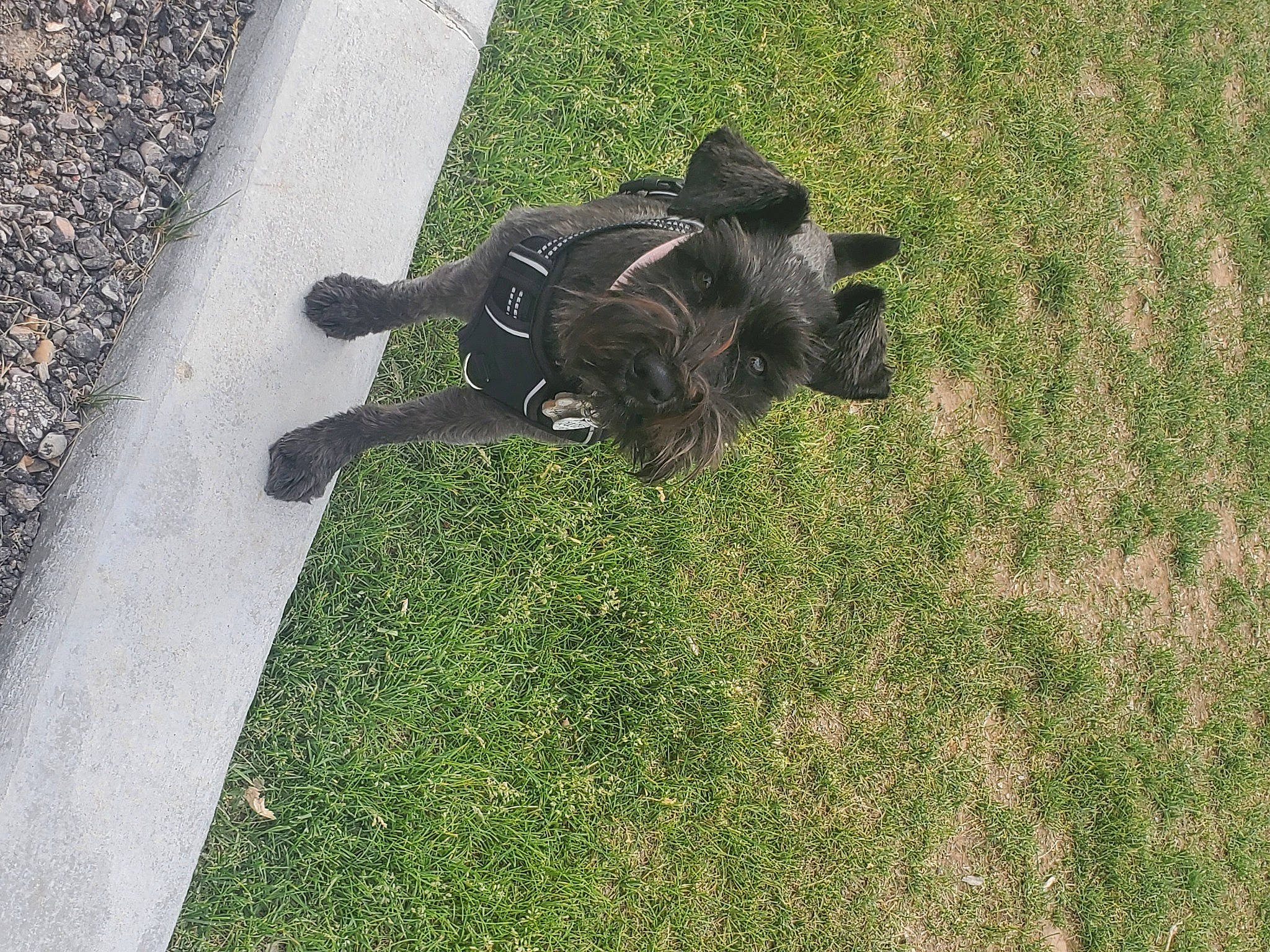 Dulce joined the competition — help win amazing prizes! artificial_turf, asphalt, canidae, dog_breed, flooring, grass, grassland, groundcover, lawn, plant, road_surface, shadow, sidewalk, soil, sporting_group, tail, tar, terrestrial_animal, walkway