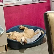 Noucheka a rejoint le concours — aidez-le/la à gagner de superbes lots ! carnivore, comfort, companion_dog, dog, dog_bed, dog_breed, dog_supply, fawn, floor, flooring, hardwood, pet_supply, retriever, room, sporting_group, tail, television, window, wood, working_animal