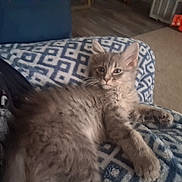 Stormy joined the competition — help win amazing prizes! animal, blanket, cat, comfort, cozy, cute, feline, fluffy, fur, gray_cat, home, indoor, kitten, patterned_blanket, paw, pet, relaxed, resting, sleepy, young_cat