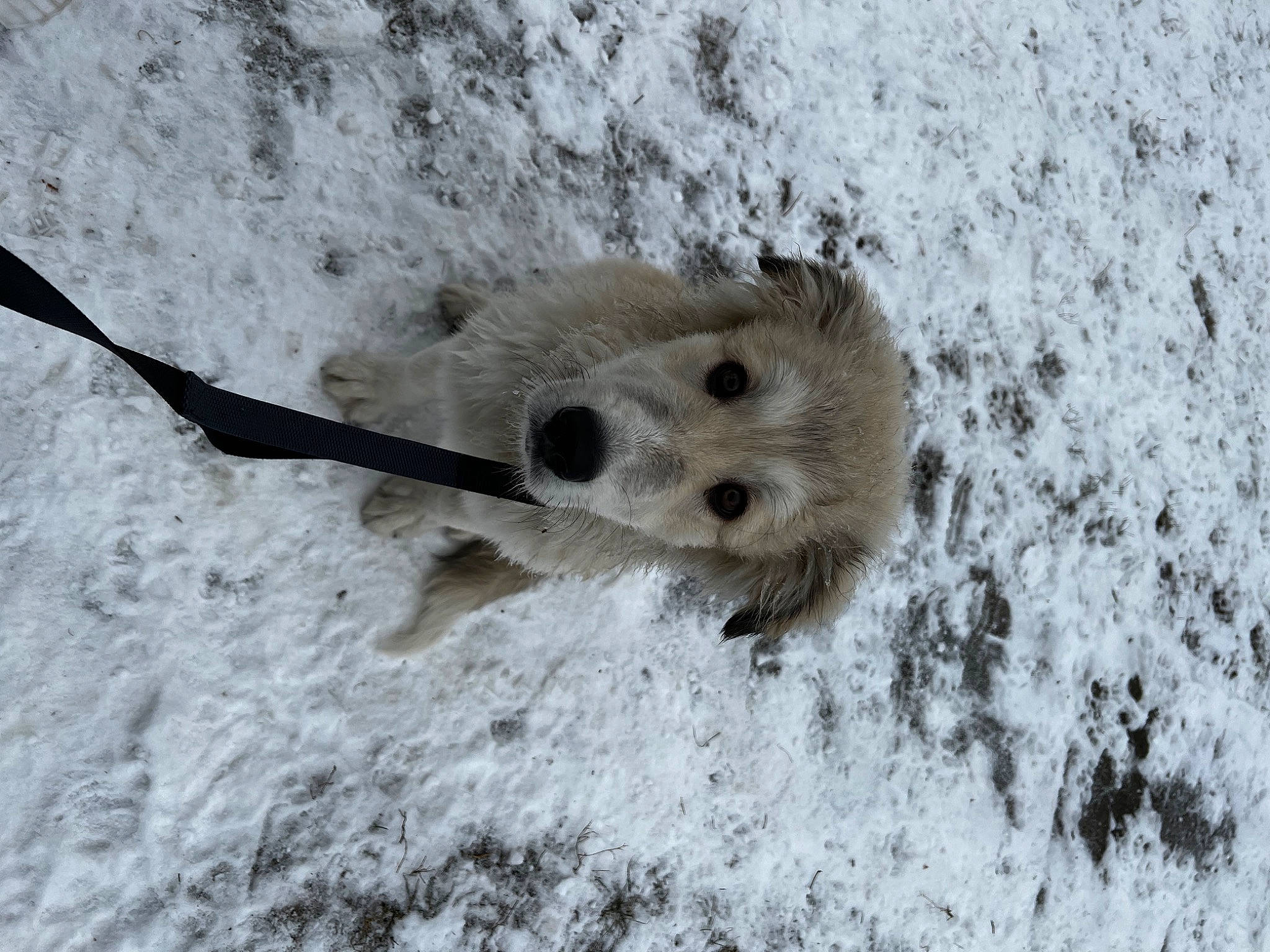 Marshmallow is registered to the contest to win money with this photo: canidae, carnivore, dog, dog_breed, fawn, freezing, fur, paw, snow, sporting_group, tail, terrestrial_animal, whiskers, winter, wood