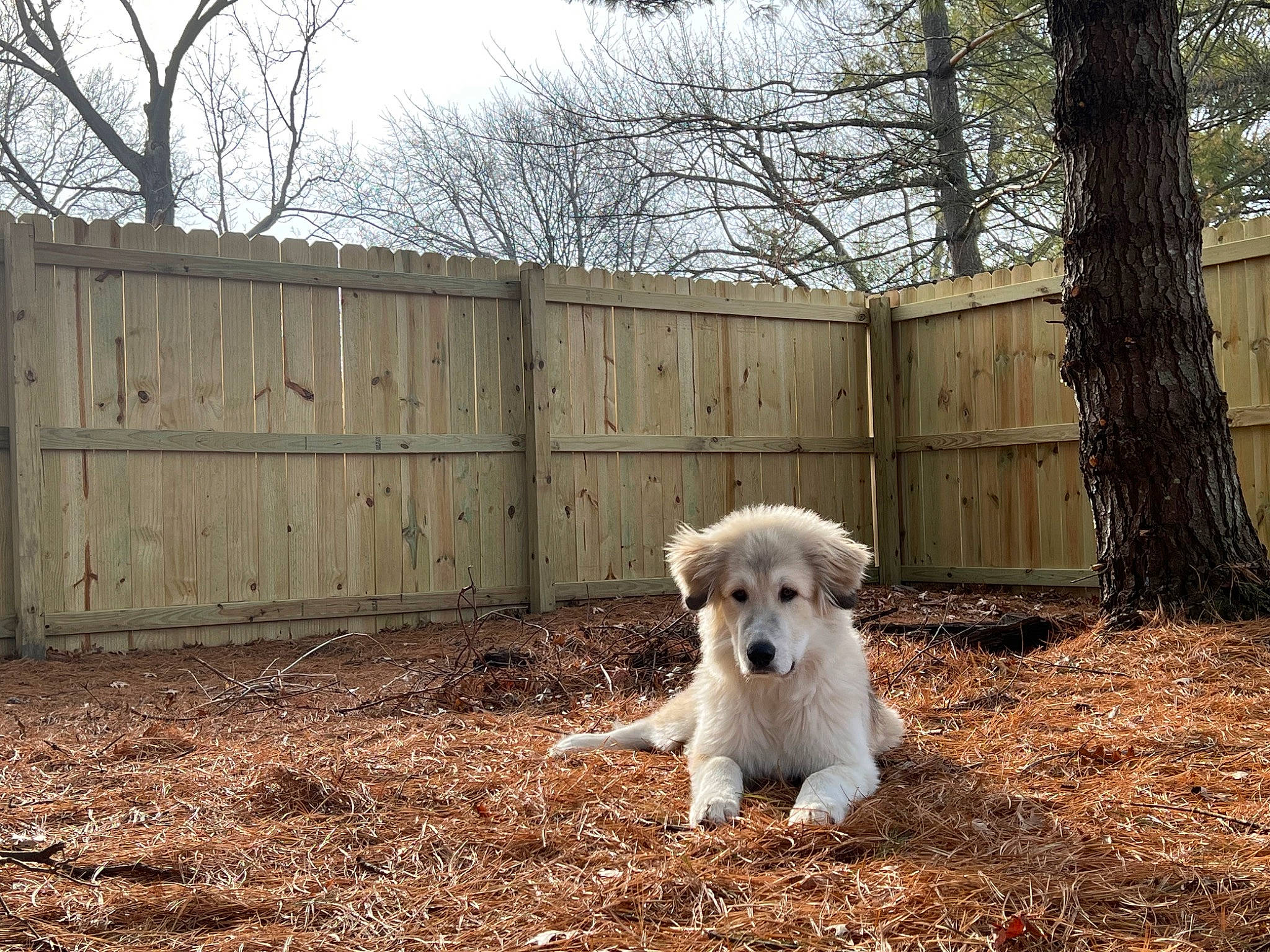 Marshmallow is registered to the contest to win money with this photo: canidae, carnivore, companion_dog, dog, dog_breed, fawn, fence, fur, grass, home_fencing, plant, sky, snout, soil, tail, terrier, toy_dog, tree, wood, working_animal