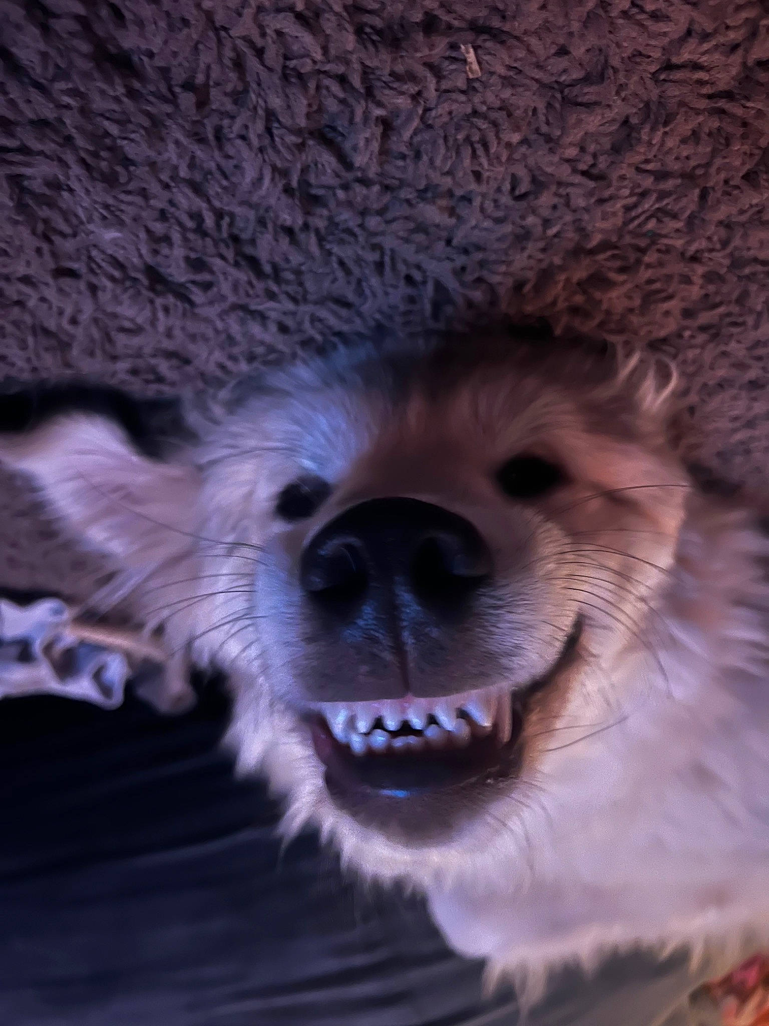 Marshmallow is registered to the contest to win money with this photo: canidae, carnivore, companion_dog, darkness, dog, dog_breed, fang, fawn, fur, german_spitz, plant, shout, smile, snout, spitz, sporting_group, terrestrial_animal, toy_dog, whiskers, wildlife