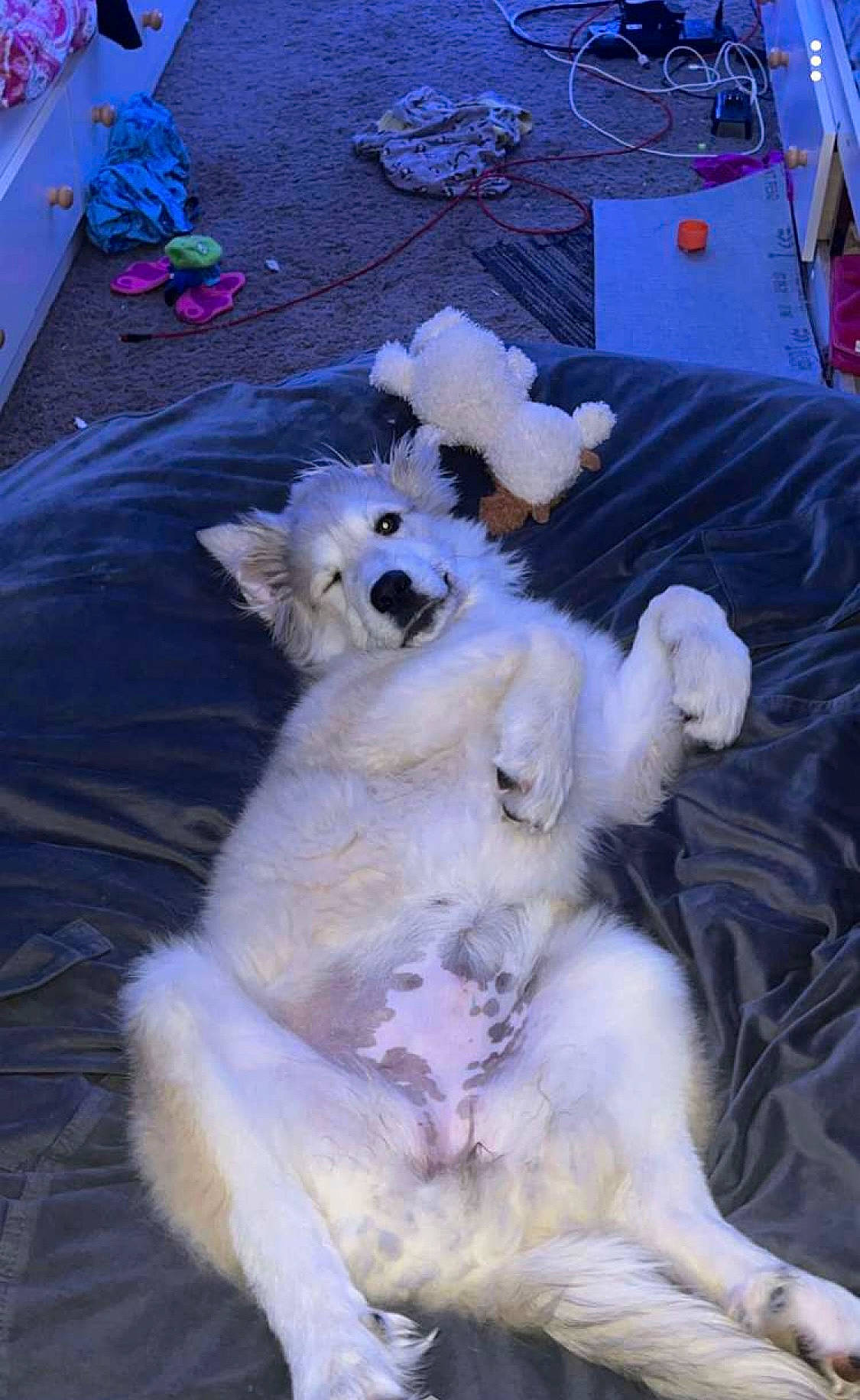 Marshmallow joined the competition — help win amazing prizes! companion_dog, dog, dog_breed, event, fur, natural_material, paw, tail, working_animal