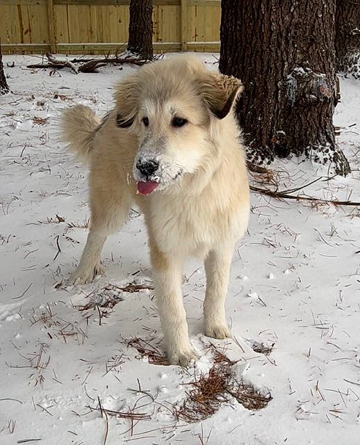 Marshmallow joined the competition — help win amazing prizes! ancient_dog_breeds, canidae, carnivore, companion_dog, dog, dog_breed, fawn, fence, freezing, fur, pet_supply, snow, sporting_group, tail, tree, trunk, winter, working_animal, working_dog