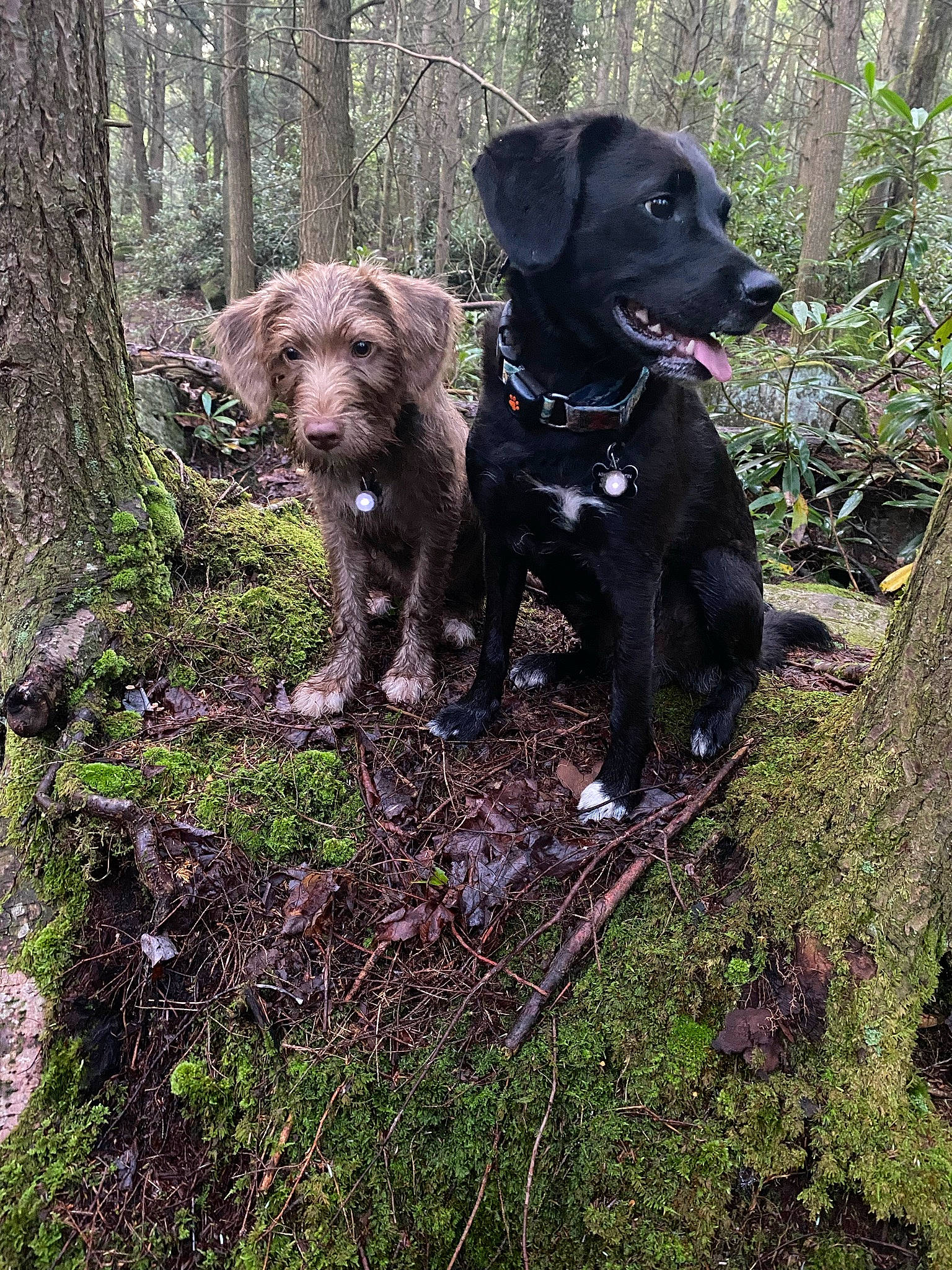 Jaxs joined the competition — help win amazing prizes! borador, canidae, carnivore, collar, companion_dog, dog, dog_breed, dog_collar, fawn, grass, gun_dog, liver, plant, retriever, snout, sporting_group, terrestrial_animal, tree, trunk, working_animal