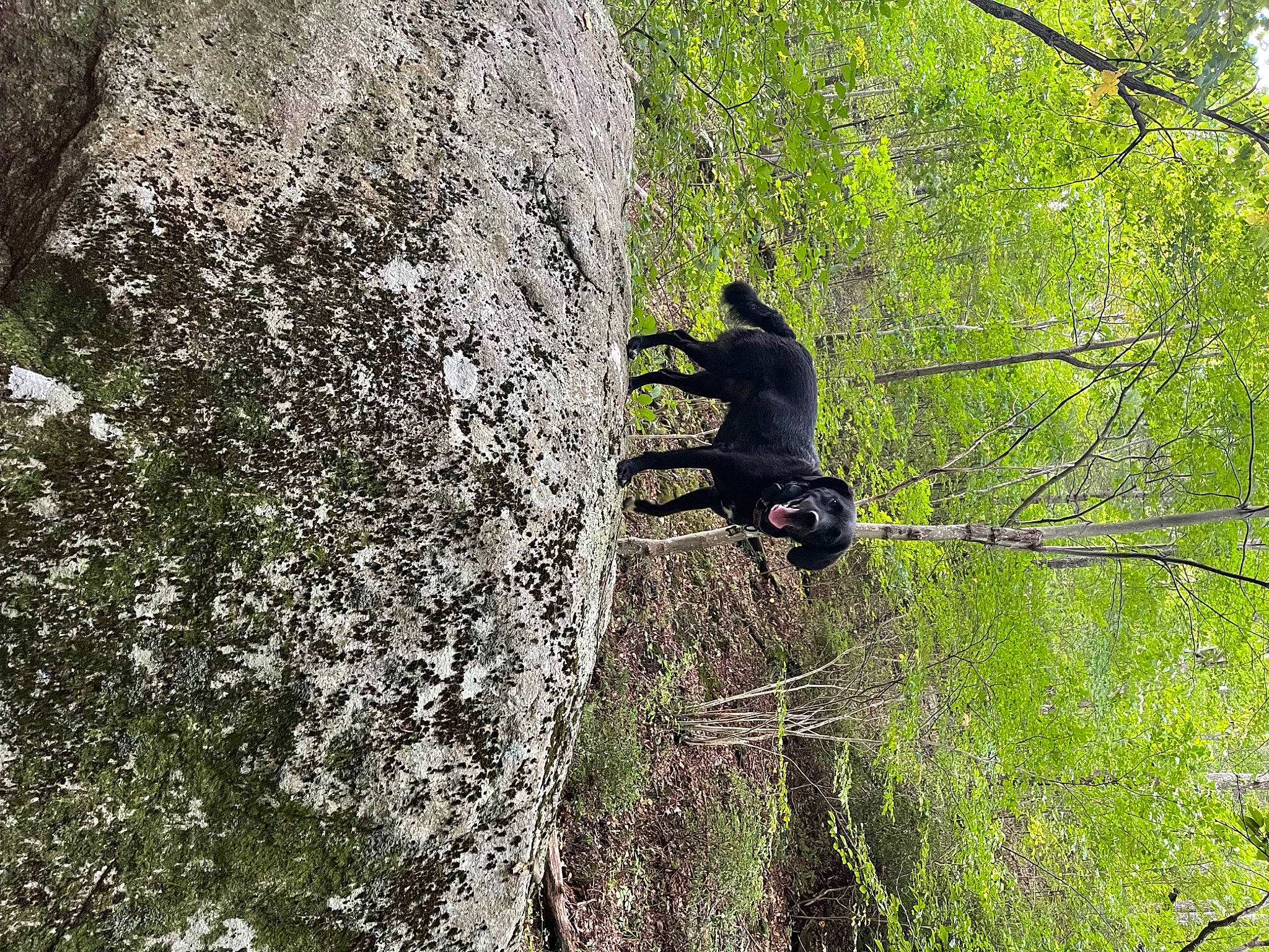 Jaxs joined the competition — help win amazing prizes! bedrock, climbing, forest, formation, grass, jungle, landscape, old_growth_forest, outcrop, plant, recreation, rock_climbing_equipment, temperate_broadleaf_and_mixed_forest, terrestrial_plant, tree, trunk, twig, wood, woodland, woody_plant