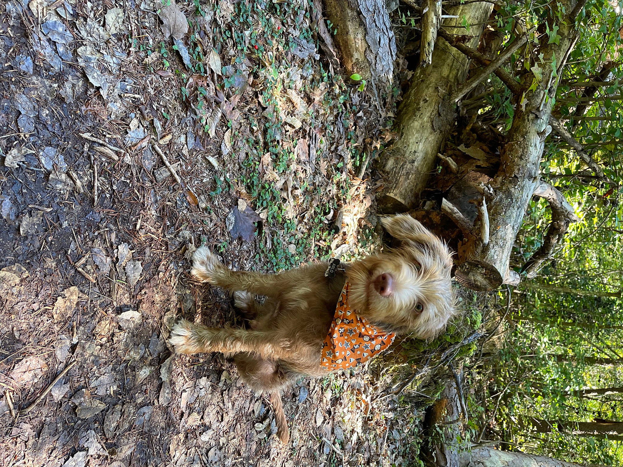 Sir Arlo Scruffington joined the competition — help win amazing prizes! deer, fawn, fox_squirrel, grass, grey_squirrel, ground_squirrels, marsupial, natural_material, plant, rodent, snout, soil, squirrel, tail, terrestrial_animal, tree, trunk, twig, wildlife, wood