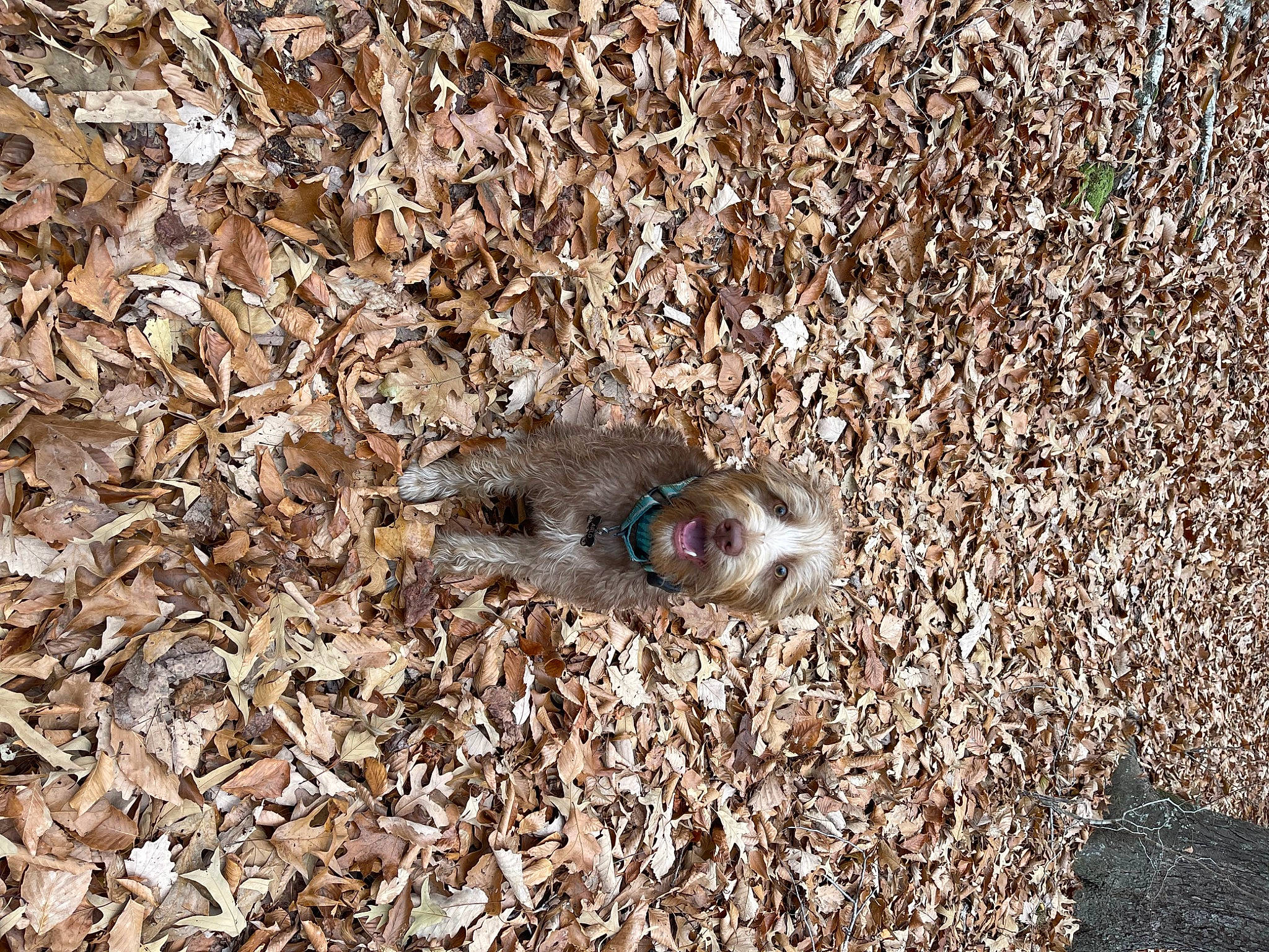 Sir Arlo Scruffington joined the competition — help win amazing prizes! asphalt, chipmunk, fawn, fox_squirrel, fur, grass, grey_squirrel, ground_squirrels, marsupial, muroidea, pest, road_surface, rodent, snout, soil, squirrel, tail, terrestrial_animal, virginia_opossum, wildlife