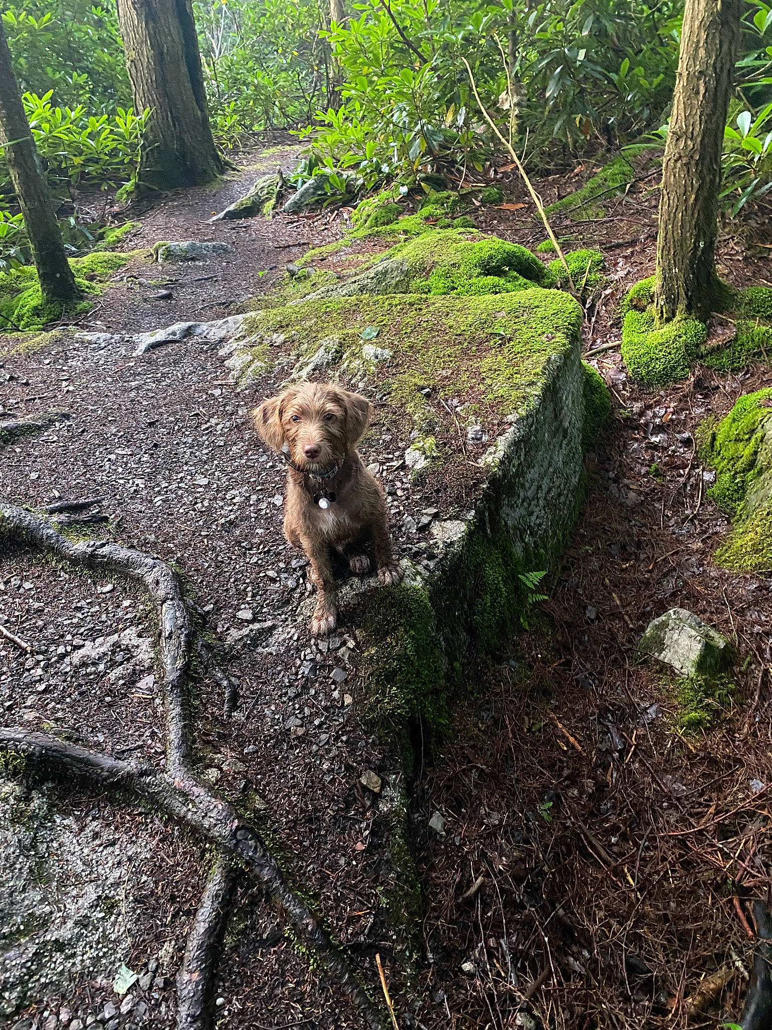 Sir Arlo Scruffington is registered to the contest to win money with this photo: carnivore, companion_dog, dog, dog_breed, fawn, forest, grass, groundcover, landscape, natural_landscape, plant, plant_community, soil, terrestrial_plant, trail, tree, trunk, water_dog, wood, woodland