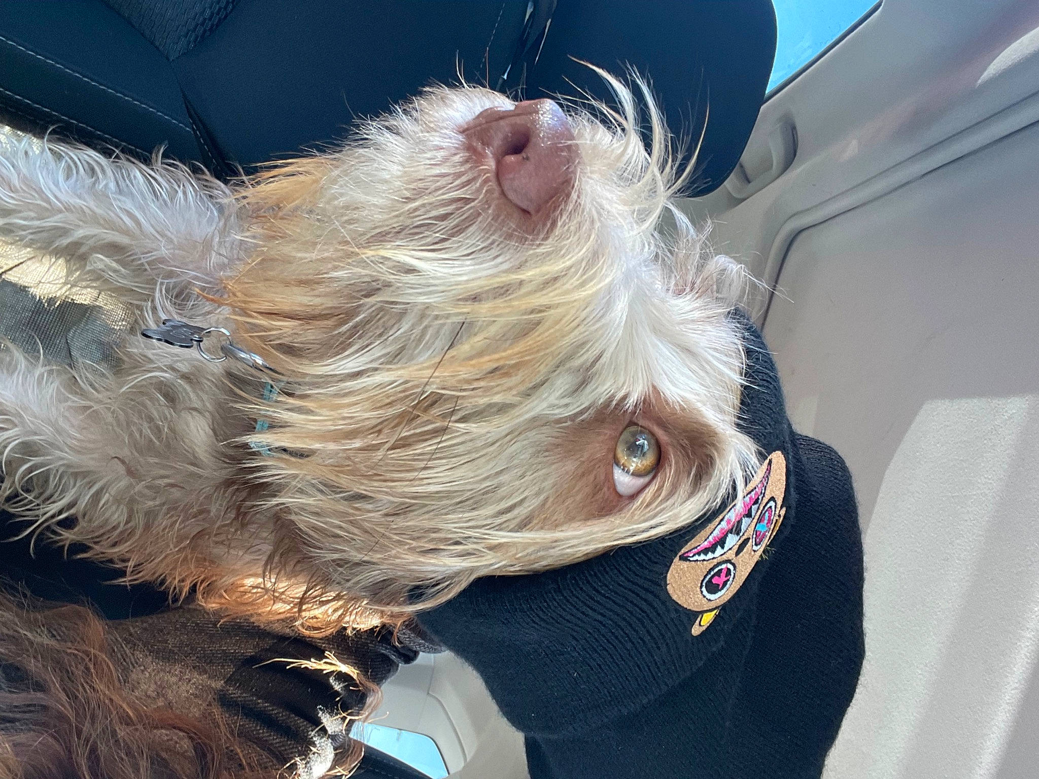 Sir Arlo Scruffington is registered to the contest to win money with this photo: auto_part, canidae, carnivore, collar, companion_dog, dog, dog_breed, dog_collar, electric_blue, eyewear, fashion_accessory, fawn, fur, leash, liver, snout, sporting_group, toy_dog, vision_care, windshield