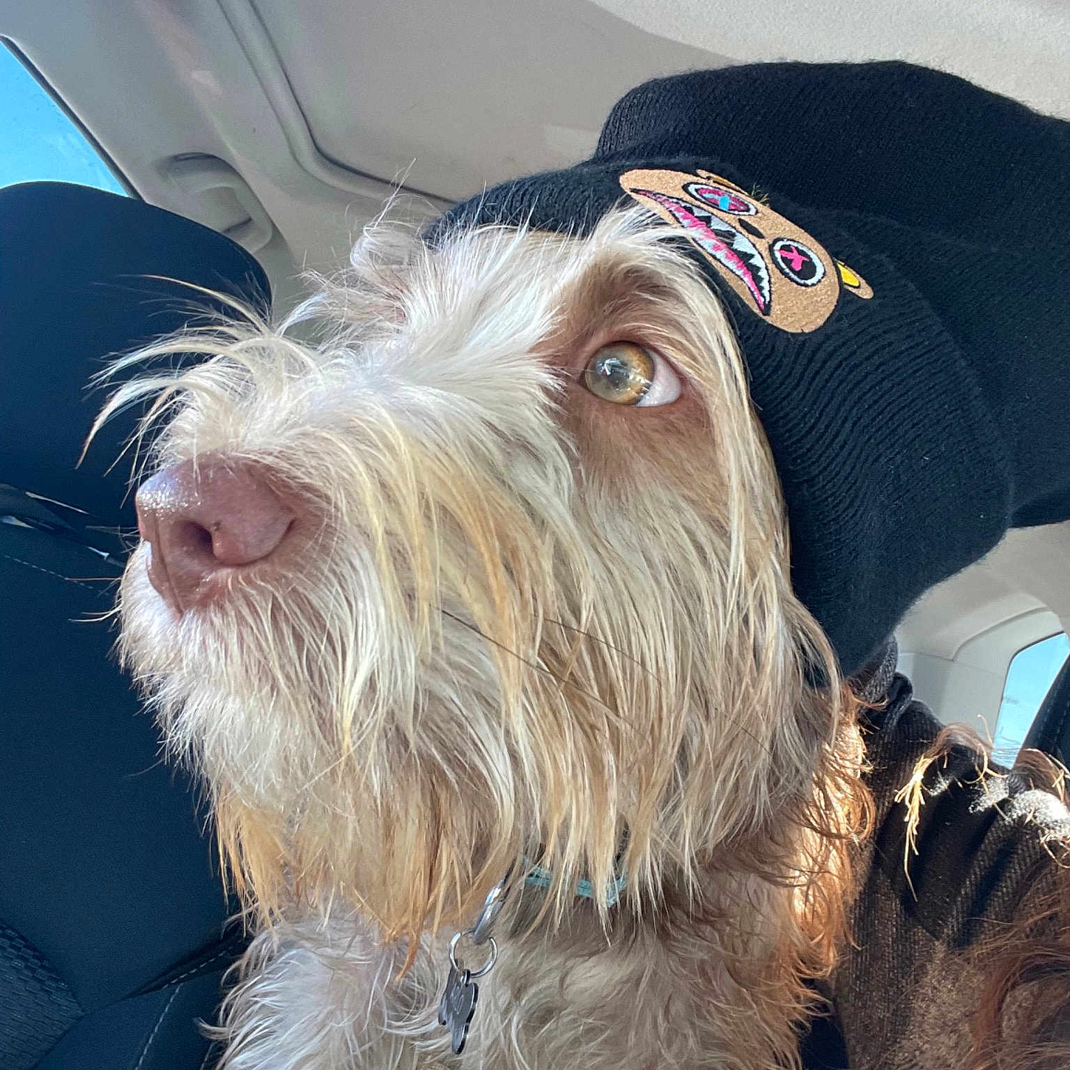 Sir Arlo Scruffington