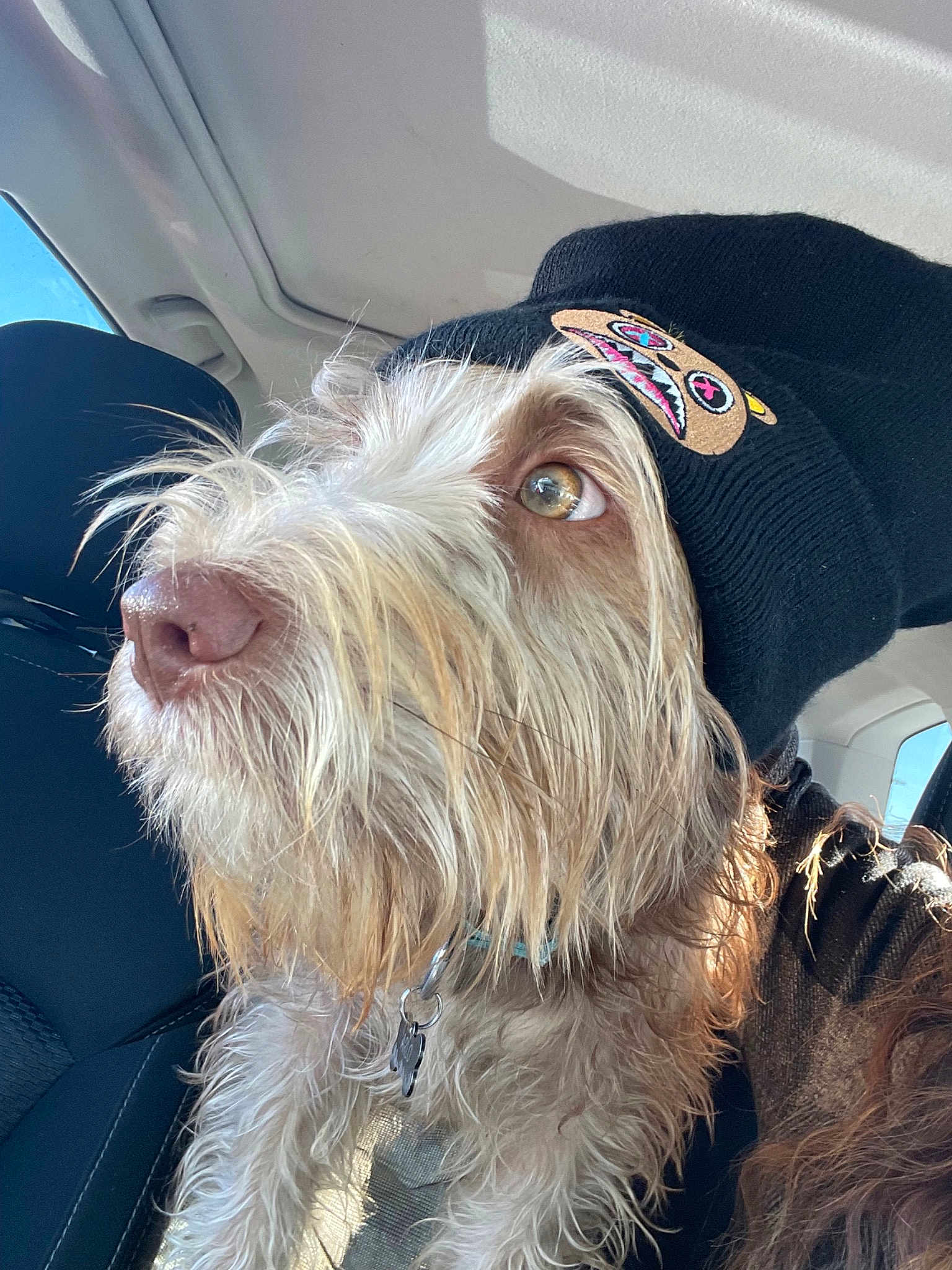 Sir Arlo Scruffington