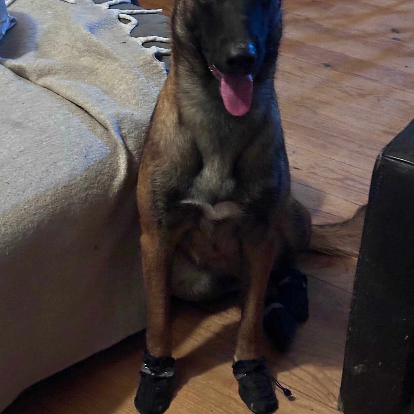 Vaika a rejoint le concours — aidez-le/la à gagner de superbes lots ! animal, black_booties, blanket, booties, canine, companion, couch, cozy, curious, dog, floor, furniture, home, indoor, pet, puppy, sitting, tongue_out, two_dogs, wooden_floor