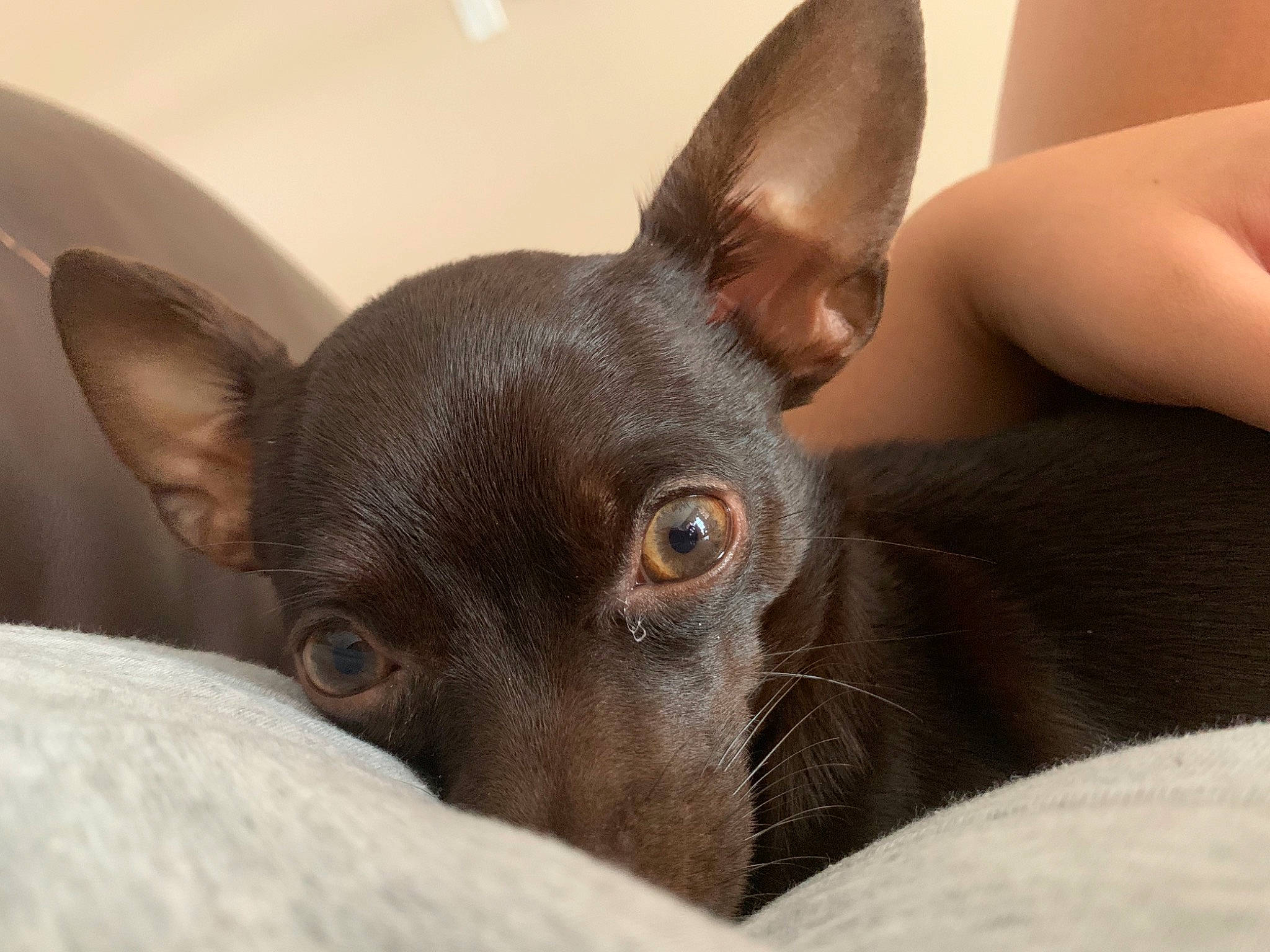 Brownie joined the competition — help win amazing prizes! bed, canidae, carnivore, close_up, comfort, companion_dog, couch, dog, dog_breed, ear, fawn, felidae, fur, liver, snout, sporting_group, terrestrial_animal, toy_dog, whiskers, working_animal