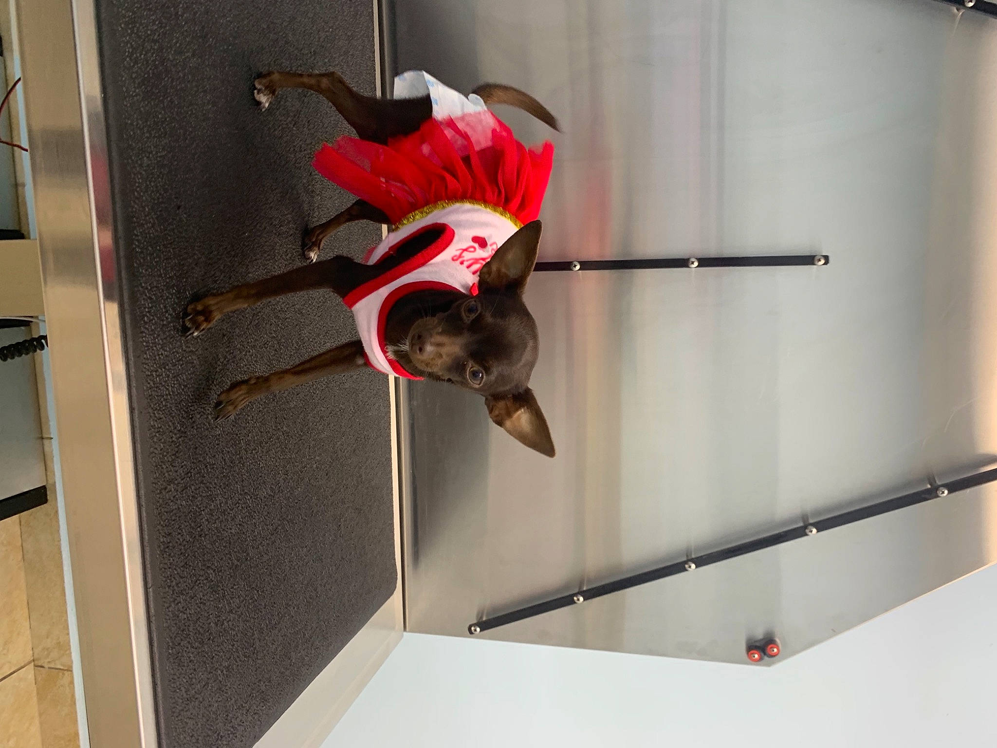 Brownie is registered to the contest to win money with this photo: adventure, art, automotive_design, balance, boot, carmine, ceiling, door, entertainment, event, flooring, font, footwear, magenta, performing_arts, recreation, room, shoe, sports, sportswear