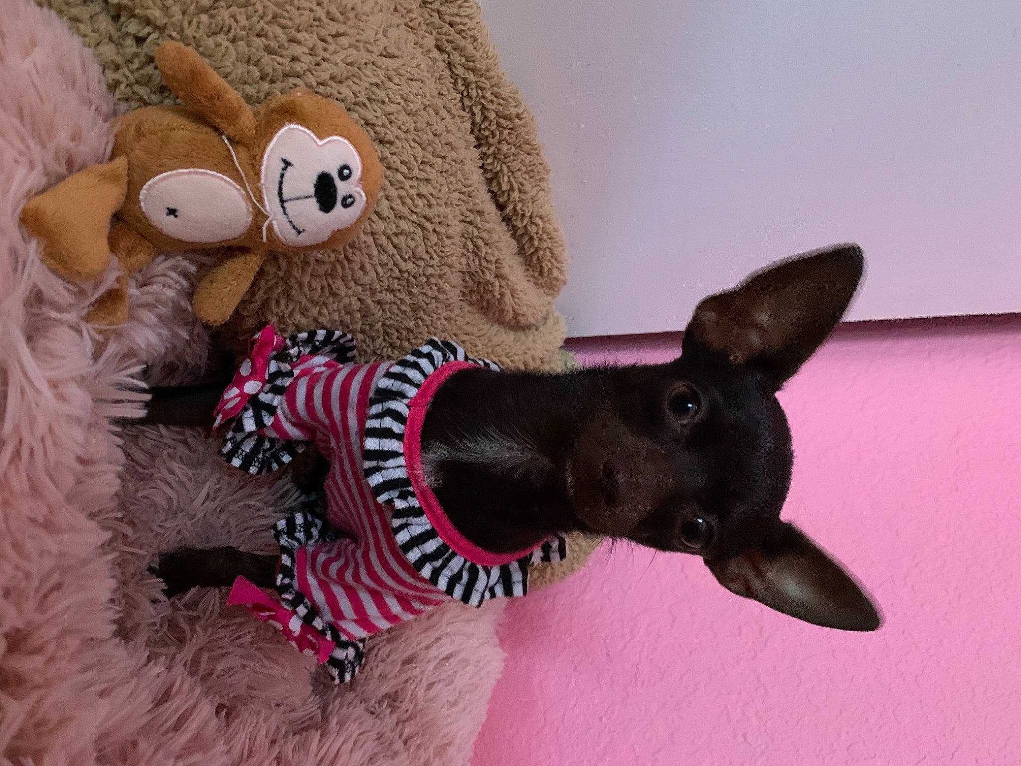 Brownie joined the competition — help win amazing prizes! art, carmine, carnivore, comfort, companion_dog, creative_arts, dog, dog_breed, dog_supply, ear, fawn, fur, hat, mammal, plush, snout, stuffed_toy, tail, toy, working_animal