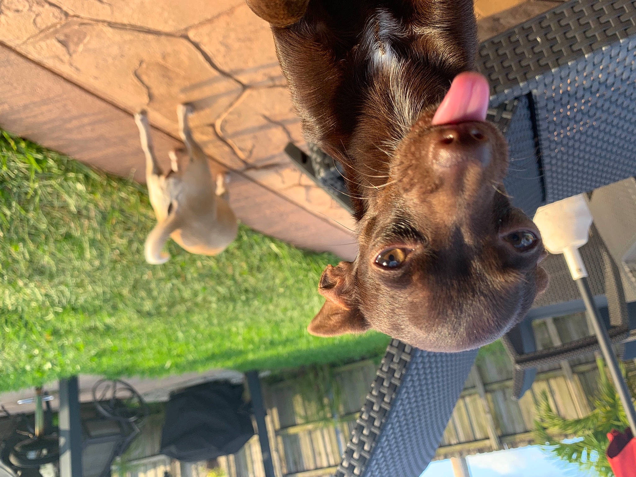 Brownie joined the competition — help win amazing prizes! bat, canidae, fawn, fur, grass, luggage_and_bags, mammal, marsupial, organism, plant, snout, tail, terrestrial_animal, tree, vertebrate, wildlife