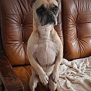 Chouquette participe au concours pour gagner de l'argent avec cette photo : animal, blanket, brown, canine, companion, cute, dog, domestic, ears, french_bulldog, fur, household, indoor, leather_couch, paw, pet, portrait, relaxing, sitting, white