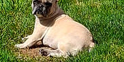 Chouquette participe au concours pour gagner de l'argent avec cette photo : animal, bostonbull, boxer, bulldog, canine, dog, frenchbulldog, grass, lawn, pet, pitbull, plant, pug, puppy, whitedog