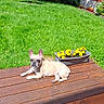 animal, backyard, canine, daytime, dog, domestic_animal, flower_pot, french_bulldog, garden, grass, greenery, nature, outdoor, pet, relaxing, rose_bush, summer, sunlight, wooden_deck, yellow_flowers