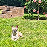 Chouquette participe au concours pour gagner de l'argent avec cette photo : canine, dog, flowering_tree, french_bulldog, garden, grass, greenery, lawn, nature, outdoor, pet, pink_flowers, plants, relaxing, roses, small_tree, summer, sunlight, wooden_planters, yard