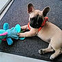 Chouquette participe au concours pour gagner de l'argent avec cette photo : animal, collar, colorful, curious, cute, dog, domestic, ears, floor, french_bulldog, indoor, mat, paws, pet, playful, plush_toy, puppy, resting, toy, young