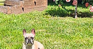 Chouquette a rejoint le concours — aidez-le/la à gagner de superbes lots ! animal, canine, daylight, dog, flowers, french_bulldog, garden, grass, greenery, lawn, nature, outdoor, pet, relaxed, resting, rose_bush, small_dog, summer, sunlight, wooden_planter