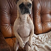 Chouquette participe au concours pour gagner de l'argent avec cette photo : alert, animal, blanket, brown_leather_couch, canine, companion, cute, dog, domestic_animal, ears_up, french_bulldog, fur, furniture, home, indoor, living_room, pet, seated, small_dog, standing