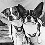 dog, chihuahua, pet, animal, outdoor, black_and_white, harness, person, lap, bench, close_up, portrait, cute, small_dog, fur, whiskers, ears, eyes, nose, paw
