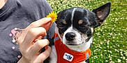 Olaf participe au concours pour gagner de l'argent avec cette photo : dog, small_dog, orange_harness, person, hand, flower, yellow_flower, green_field, grass, outdoor, sunny, cloudy_sky, nature, pet, animal, close_up, holding, black_and_white_dog, eyes_closed, summer