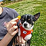 dog, small_dog, orange_harness, person, hand, flower, yellow_flower, green_field, grass, outdoor, sunny, cloudy_sky, nature, pet, animal, close_up, holding, black_and_white_dog, eyes_closed, summer