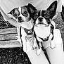 Olaf participe au concours pour gagner de l'argent avec cette photo : dog, small_dog, pet, chihuahua, harness, person, lap, bench, outdoor, grass, black_and_white, animal, cute, alert, portrait, sitting, close_up, two_dogs, companionship, nature