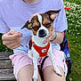 Cerise a rejoint le concours — aidez-le/la à gagner de superbes lots ! dog, small_dog, orange_harness, person, hand, flower, daisy, outdoor, grass, bench, shorts, casual_clothing, pet, cute, animal, summer, relaxed, park, nature, lap