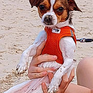 Cerise participe au concours pour gagner de l'argent avec cette photo : dog, puppy, orange_harness, sand, beach, pet, animal, small_dog, close_up, cute, hands, outdoor, summer, playful, messy, white_fur, brown_fur, leash, nose, paws