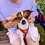 Cerise a rejoint le concours — aidez-le/la à gagner de superbes lots ! dog, small_dog, orange_harness, person, hands, holding_ears, daisy_flower, purple_shirt, pink_shorts, sitting, outdoor, grass, bench, cute, pet, closeup, summer, playful, animal, nature