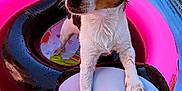Cerise participe au concours pour gagner de l'argent avec cette photo : dog, small_dog, wet_fur, inflatable_pool_toy, pink_ring_float, black_and_white_float, pool, water, summer, pet, animal, relaxing, closed_eyes, paw, snout, cute, outdoor, colorful, leisure, floating