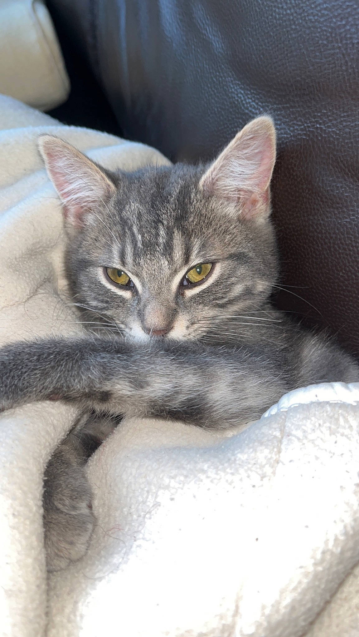 Louna participe au concours pour gagner de l'argent avec cette photo : carnivore, cat, claw, domestic_short_haired_cat, door, felidae, fur, grey, small_to_medium_sized_cats, terrestrial_animal, whiskers, window