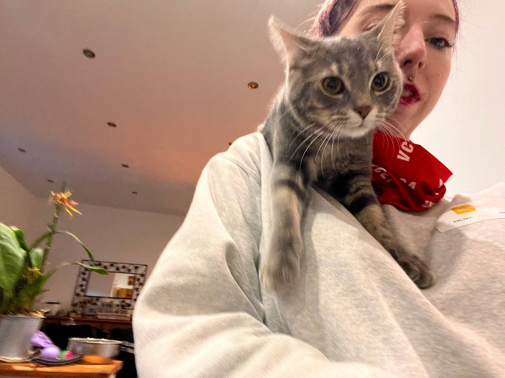 Louna participe au concours pour gagner de l'argent avec cette photo : carnivore, cat, comfort, domestic_short_haired_cat, ear, felidae, flower_arranging, flowerpot, fur, gesture, grey, houseplant, paw, plant, small_to_medium_sized_cats, snout, whiskers