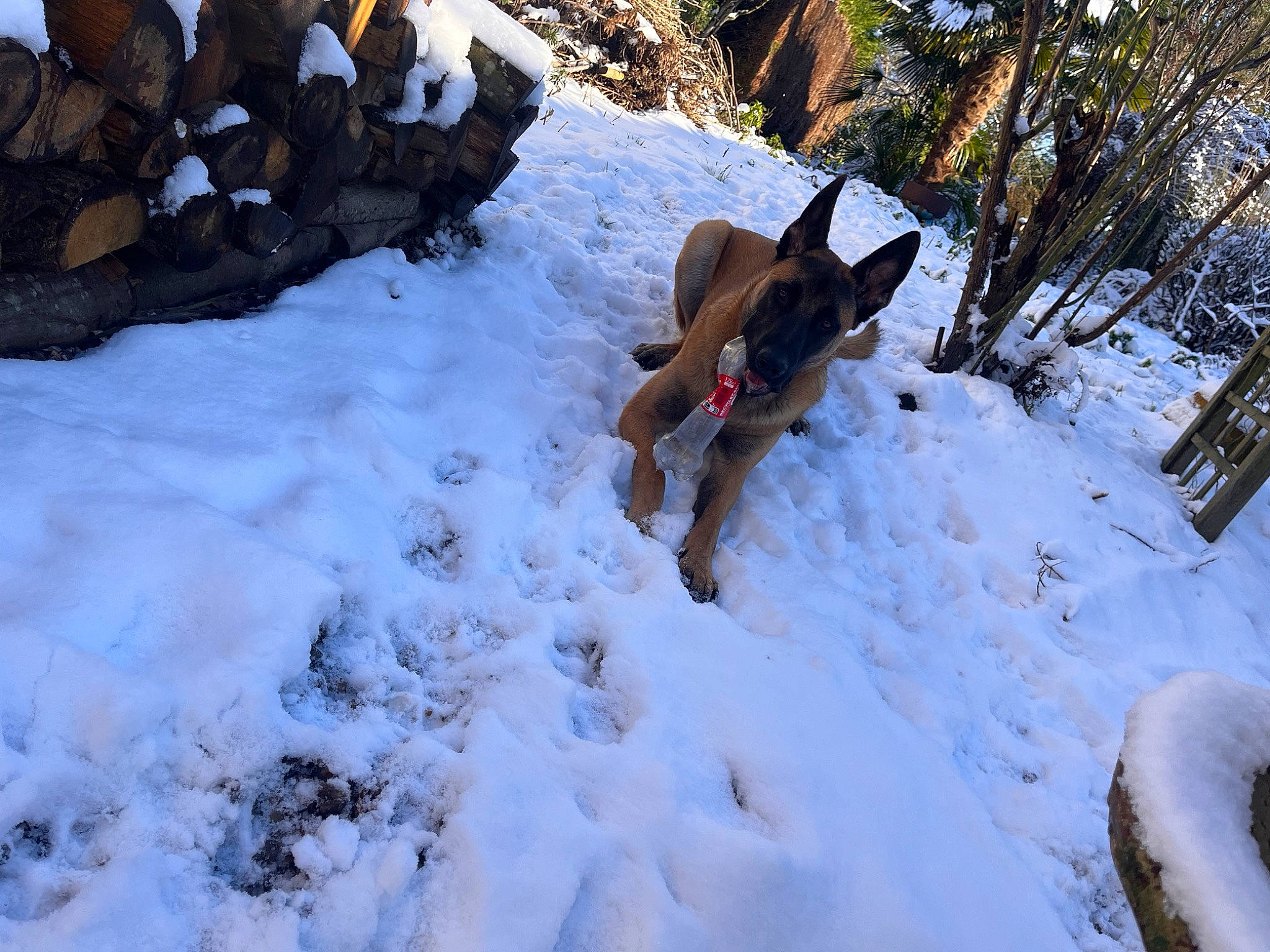Oslo a rejoint le concours — aidez-le/la à gagner de superbes lots ! adventure, canidae, carnivore, dog, dog_breed, dog_supply, fawn, forest, freezing, fun, geological_phenomenon, outdoor_recreation, plant, recreation, slope, snow, sporting_group, tree, winter, wood