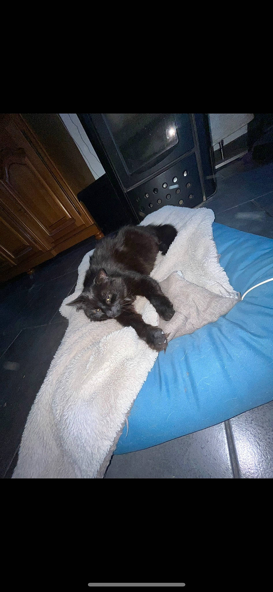 Mikey a rejoint le concours — aidez-le/la à gagner de superbes lots ! bedding, carnivore, comfort, companion_dog, couch, dog_breed, felidae, flooring, fur, hardwood, linens, living_room, mammal, room, small_to_medium_sized_cats, sporting_group, tail, tints_and_shades, whiskers, wood