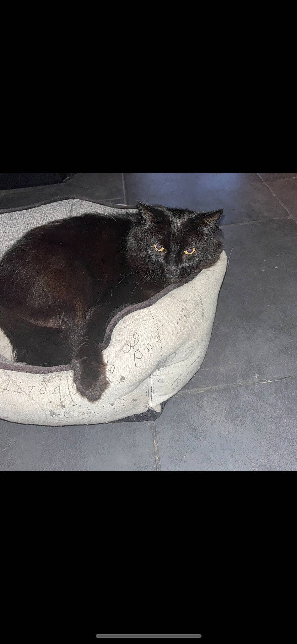 Mikey a rejoint le concours — aidez-le/la à gagner de superbes lots ! black_cat, bombay, carnivore, cat, cat_supply, claw, comfort, darkness, domestic_short_haired_cat, felidae, fur, paw, photo_caption, rectangle, sitting, small_to_medium_sized_cats, snout, tail, terrestrial_animal, whiskers