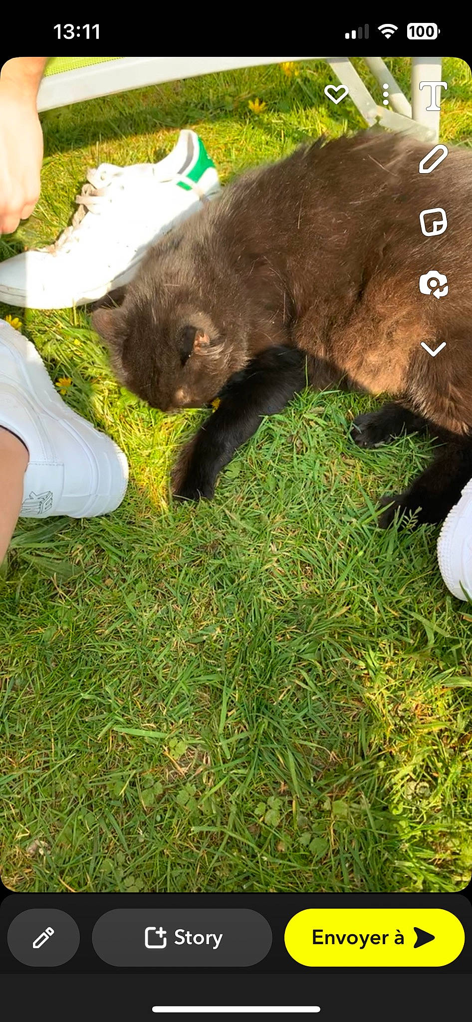 Mikey a rejoint le concours — aidez-le/la à gagner de superbes lots ! carnivore, cat, dog_breed, domestic_short_haired_cat, fawn, felidae, fur, gesture, grass, grazing, groundcover, human_leg, liver, plant, small_to_medium_sized_cats, snout, tail, terrestrial_animal, whiskers, working_animal