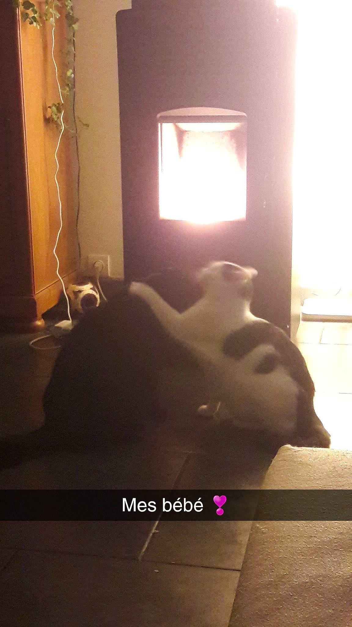 Mikey a rejoint le concours — aidez-le/la à gagner de superbes lots ! carnivore, cat, comfort, darkness, felidae, flooring, hardwood, heat, light, room, shade, shadow, small_to_medium_sized_cats, tail, tints_and_shades, whiskers, window, window_covering, window_treatment, wood