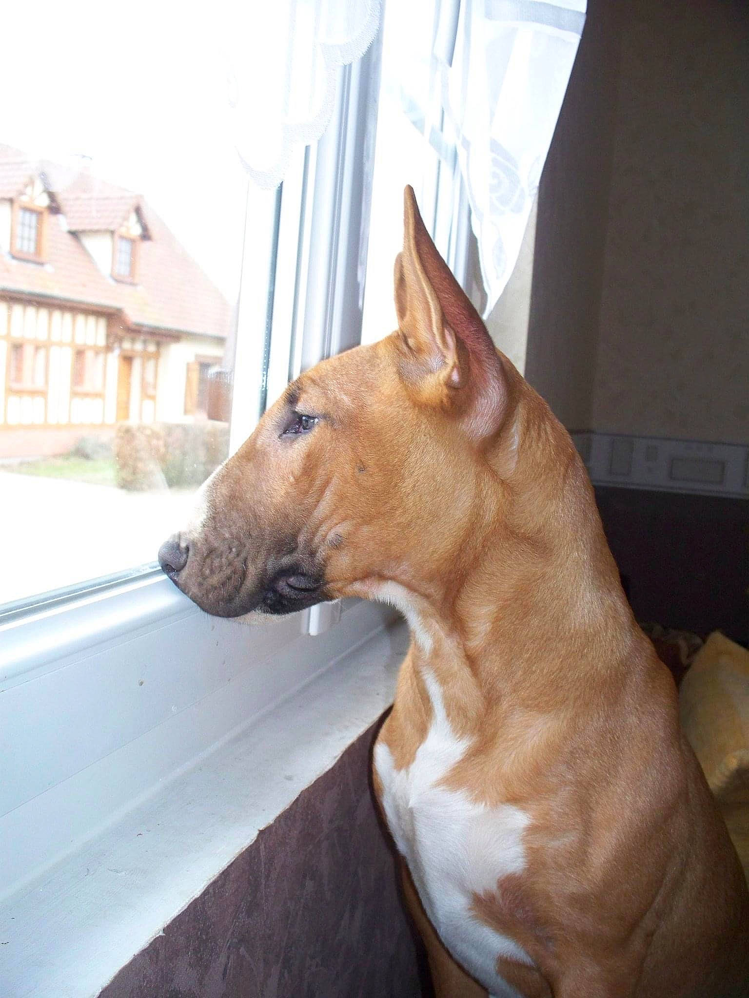 Felie a rejoint le concours — aidez-le/la à gagner de superbes lots ! building, canidae, carnivore, collar, companion_dog, dog, dog_breed, ear, fawn, fur, liver, non_sporting_group, snout, sporting_group, tail, terrestrial_animal, whiskers, window, wood, working_animal