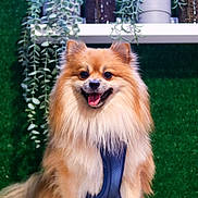 Brownie is registered to the contest to win money with this photo: dog, pomeranian, pet, fluffy, happy, smiling, indoor, green_background, plants, potted_plants, glass_bottles, white_shelf, fur, tongue_out, harness, sitting, cute, animal, domestic_animal, portrait